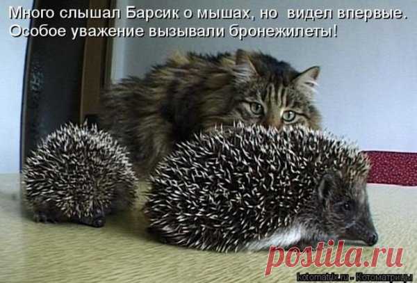 Котоматрицы великолепные, каждая с доброй улыбкой!!!