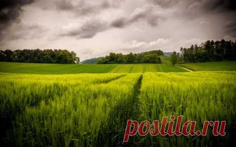 Картинки поле, холмы, деревья, тучи, пейзаж на рабочий стол » Природа