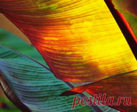 Back Lit Palm Leaves