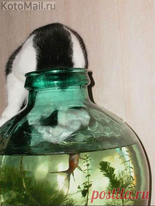 За тебя готов всю выпить воду