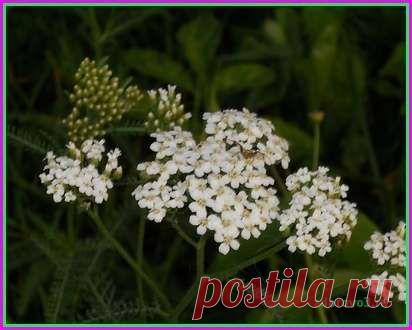 Как безошибочно подобрать травы и растения для лечения | Полезные советы