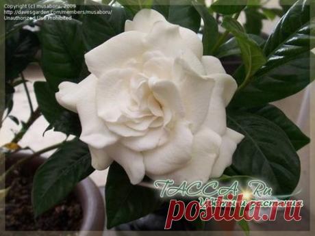 Гардения жасминовидная (Gardenia jasminoides) - уход в домашних условиях, .