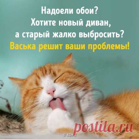 Владельцы котов-тиранов завели инстаграм-канал, где выкладывают последствия проделок своих питомцев: bit.ly/2JGaWAF