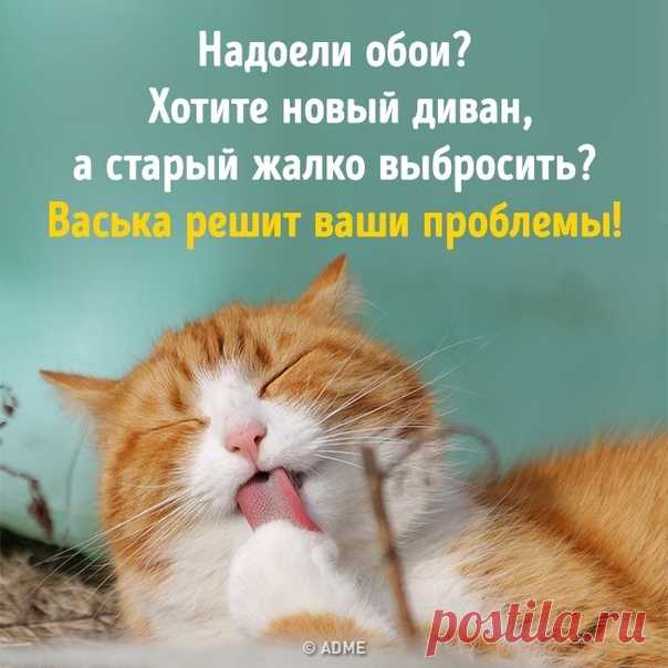 Владельцы котов-тиранов завели инстаграм-канал, где выкладывают последствия проделок своих питомцев: bit.ly/2JGaWAF