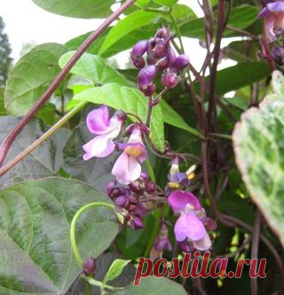 Лучшие сорта вьющейся фасоли (фото, описание)