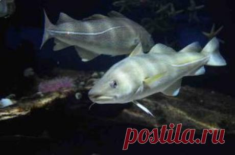 Треска-польза и вред для здоровья - Goodfoodinfo.net