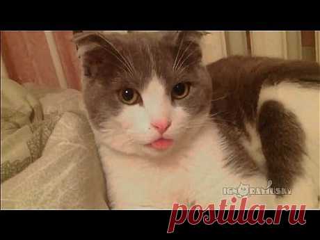 Смешные животные || Funny Animals #1 - YouTube