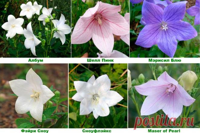 Платикодон:посадка и уход в открытом грунте, выращивание из семян