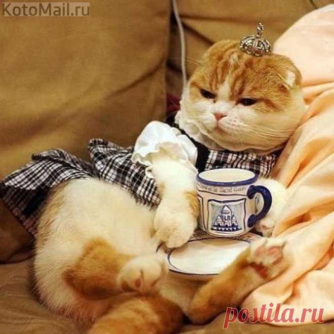 Домашняя принцесса