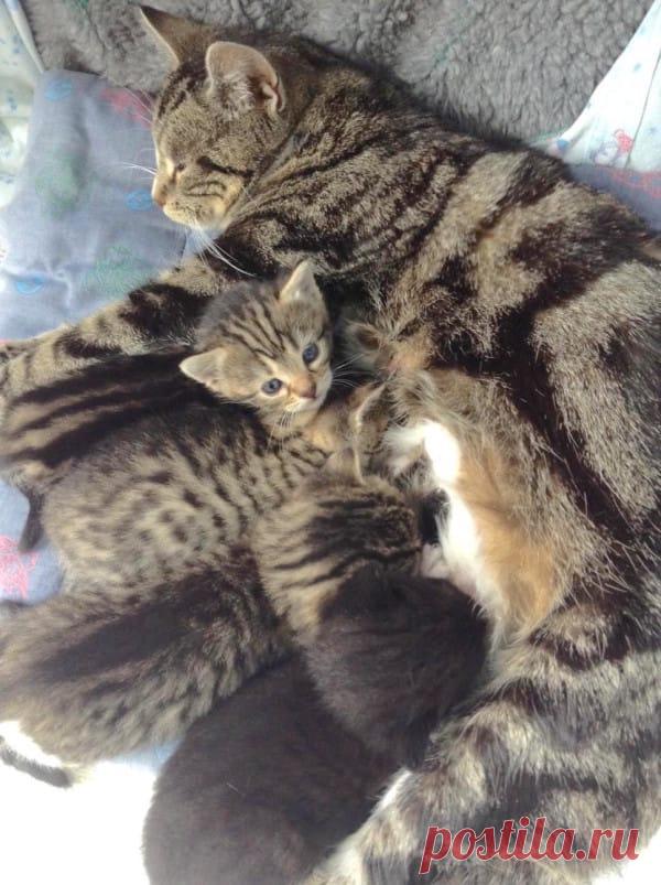 Кошка пришла в ветеринарную клинику, чтобы вернуть своих котя