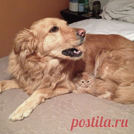 Ещё 22 фотографии с животными, которые принадлежат разным видам, но похожи друг на друга как близнецы