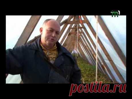 Урожай,продажа саженцев,посадка киви (сорт &quot;Карпат Стратона Валентайн&quot;)с репортажа Тиса-1 - YouTube