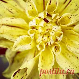 Lensi Designs Photography в Instagram: «Finally got all my dahlia tubers dug and safely stored for the winter. This is Dixie’s Winedot. Have you finished your garden clean up?  I…» 20 отметок «Нравится», 2 комментариев — Lensi Designs Photography (@lensidesigns) в Instagram: «Finally got all my dahlia tubers dug and safely stored for the winter. This is Dixie’s Winedot.…»