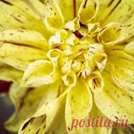 Lensi Designs Photography в Instagram: «Finally got all my dahlia tubers dug and safely stored for the winter. This is Dixie’s Winedot. Have you finished your garden clean up?  I…» 20 отметок «Нравится», 2 комментариев — Lensi Designs Photography (@lensidesigns) в Instagram: «Finally got all my dahlia tubers dug and safely stored for the winter. This is Dixie’s Winedot.…»