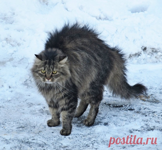 не подходи!