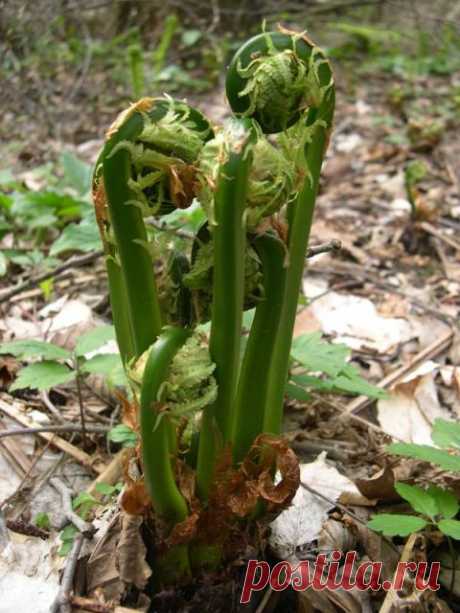 Суп на подножном корме. Папортник Орляк 

Не, правда, суп с папортником. Причем, практически любые, широко распространенные, но сперва отвариваваем, что бы избавится от всякой нечисти,содержащейся в растении.На языке возможного противника о…