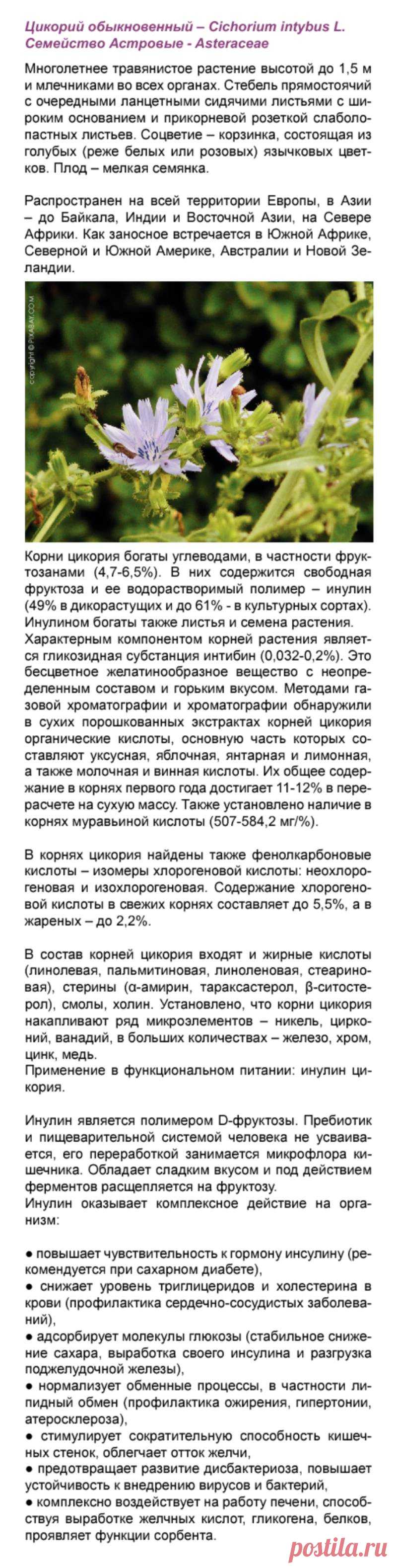 Цикорий в функциональном питании