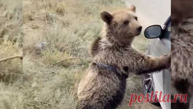 Медвежонок, гулявший по Каспийску, оказался ручным. В Дагестане, медвежонок, напугавший жителей Каспийска, оказался домашним, хищник живет у местного жителя. Об этом сообщается в Telegram-канале "Каспийск 24". Медвежонка на улицах Каспийска заметили несколько дней назад, ...