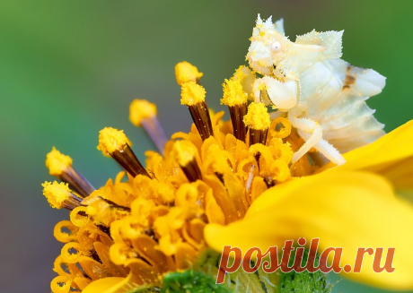 Ambush bug Photo by Eduardo Axel Recillas Bautista — National Geographic Your Shot