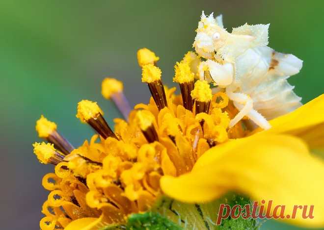 Ambush bug Photo by Eduardo Axel Recillas Bautista — National Geographic Your Shot