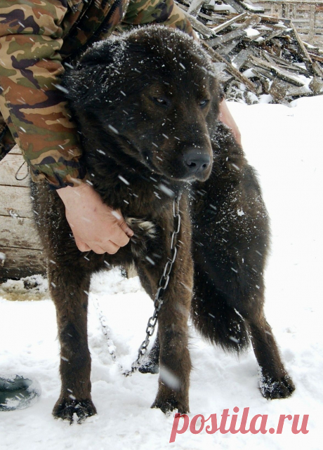 Монголдог Ихмед, питомник &quot;Орда Юртаева&quot;.