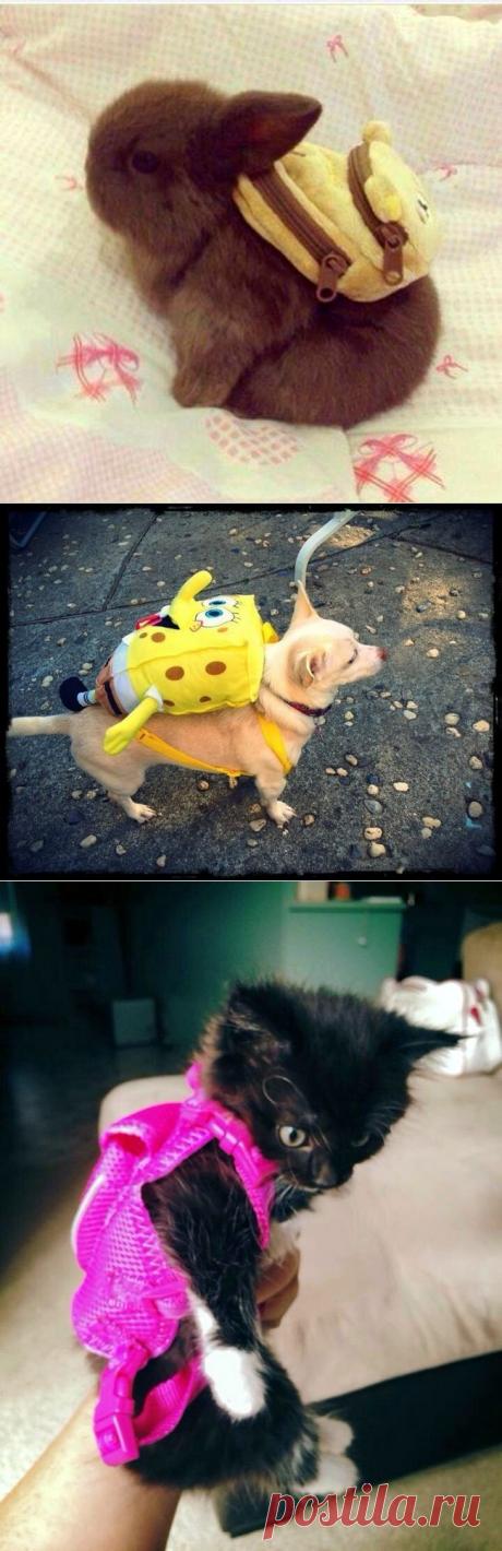 17 милых домашних животных с рюкзачками
Поздравляем всех Первоклашек, а также их родителей с началом большого этапа в вашей жизни. 1 сентября будет дан старт незабываемому приключению под названием «Школа»!