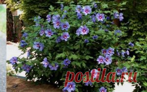 Китайская роза или гибискус цветок смерти - виды, сорта, фото