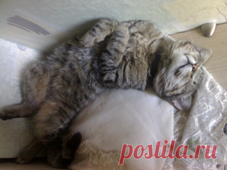 Как кот спас котёнка, привел домой и оставил вместо себя