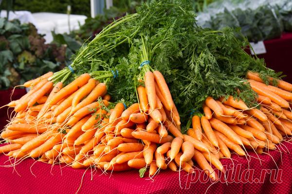 Морковь: сроки сбора урожая и советы по правильному хранению
