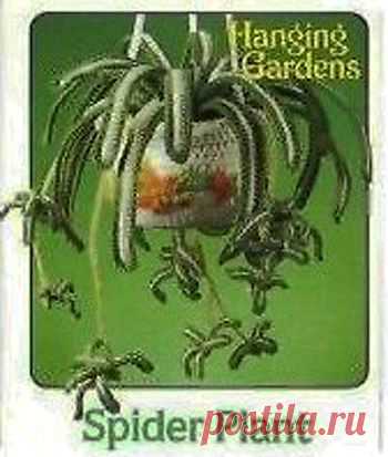 Вязаные цветы - Spider Plant - Вязаные цветы