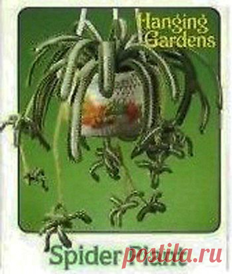 Вязаные цветы - Spider Plant - Вязаные цветы