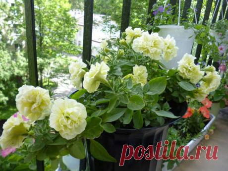 Петуния - хвастаемся цветущими растениями - Страница 11 - Форум цветоводов Фрау Флора