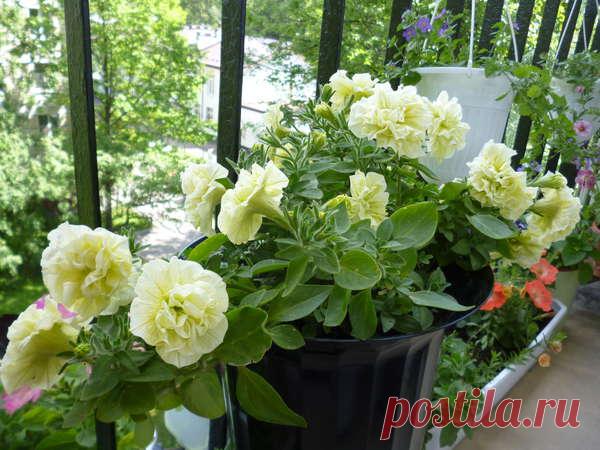 Петуния - хвастаемся цветущими растениями - Страница 11 - Форум цветоводов Фрау Флора