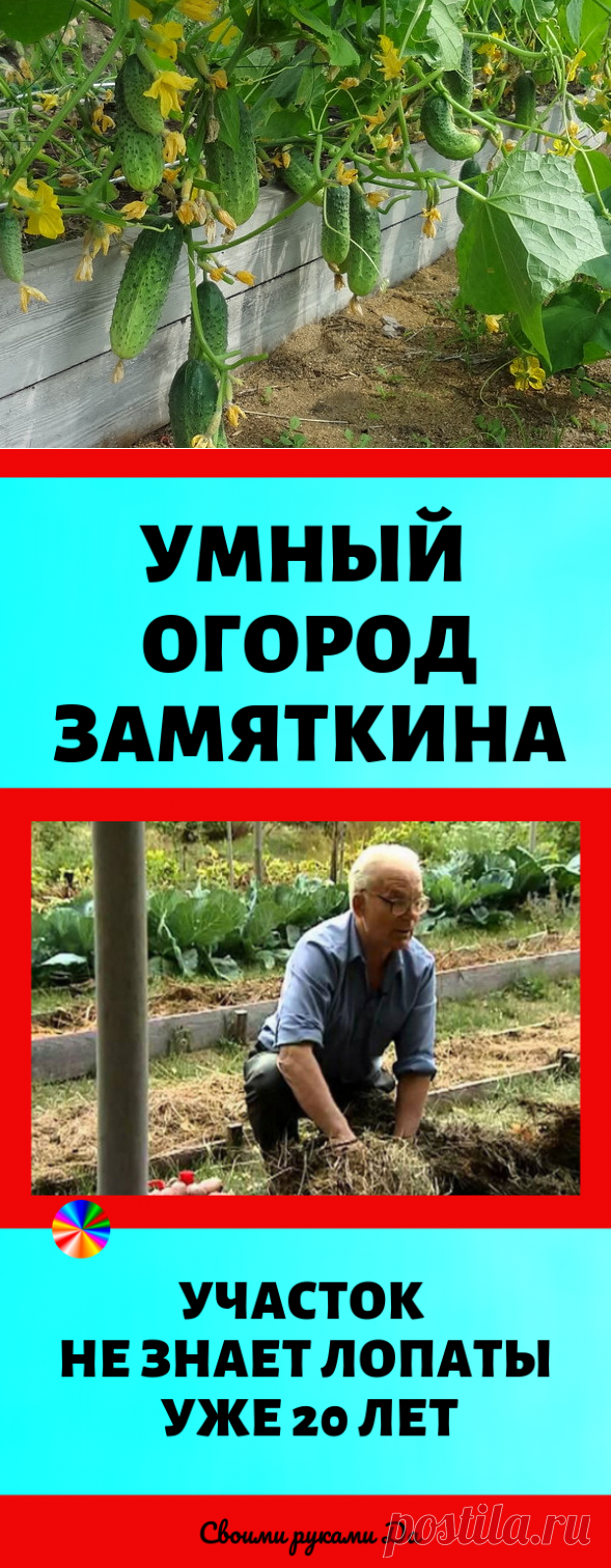 Умный огород Замяткина: участок не знает лопаты уже 20 лет. Советы для дачи своими руками