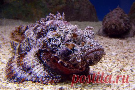 Самая ядовитая рыба в мире...