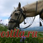 Горный Алтай-это дикие нехоженые места,  разнообразие пейзажей, каждый перевал открывает новые виды, и конечно-первозданность. Край переполнен озерами, реками, речушками, ручьями, источниками, пещерами, водопадами. Ради этого я еду каждый год самолетами, поездами, автобусами сюда. Здесь ты один-наедине с первозданной природой.