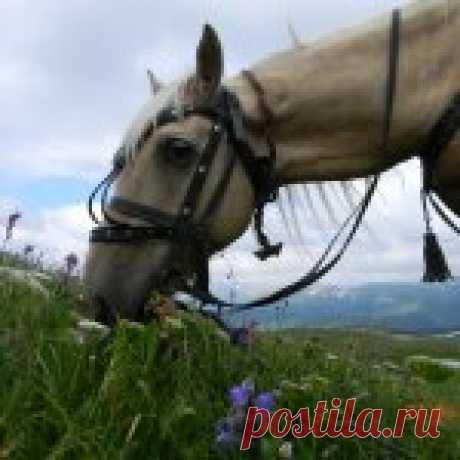Горный Алтай-это дикие нехоженые места,  разнообразие пейзажей, каждый перевал открывает новые виды, и конечно-первозданность. Край переполнен озерами, реками, речушками, ручьями, источниками, пещерами, водопадами. Ради этого я еду каждый год самолетами, поездами, автобусами сюда. Здесь ты один-наедине с первозданной природой.