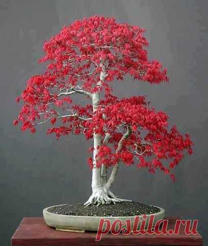 Japanese Red Maple, Bonsai Tree