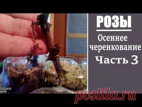 Осеннее черенкование роз . ЭКСПЕРИМЕНТ - Часть 3
