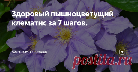 Здоровый пышноцветущий клематис за 7 шагов. Статья автора «Фаско – надежный уход за садом-огородом» в Дзене ✍: Чтобы клематис оставался здоровым, активно развивался и пышно цвел, нужно не только правильно его обрезать, но правильно выбрать...