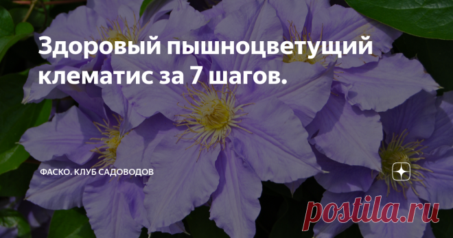 Здоровый пышноцветущий клематис за 7 шагов. Статья автора «Фаско – надежный уход за садом-огородом» в Дзене ✍: Чтобы клематис оставался здоровым, активно развивался и пышно цвел, нужно не только правильно его обрезать, но правильно выбрать...