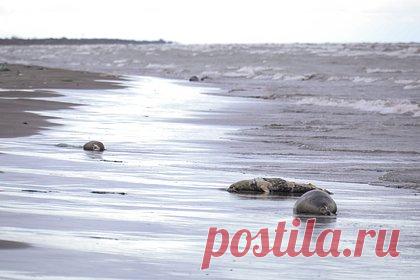 В Госдуме назвали возможную причину массовой гибели тюленей в Дагестане. Член Комитета Госдумы по безопасности и противодействию коррупции Абдулхаким Гаджиев предположил, что к массовой гибели тюленей на Каспии могут быть причастны биолаборатории США. Гаджиев напомнил, что такие лаборатории лаборатории рассредоточены едва ли не по всему периметру российских границ.