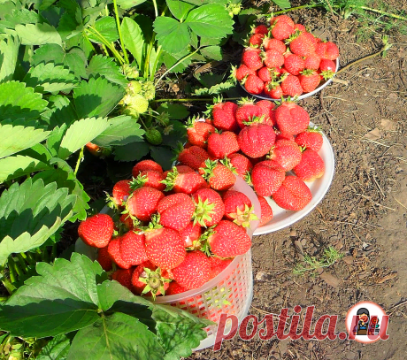 Соседка подсказала ПРОСТЕЙШУЮ подкормку, после которой кусты клубники УСЫПАНЫ ЯГОДАМИ. Делюсь рецептом | 6 соток