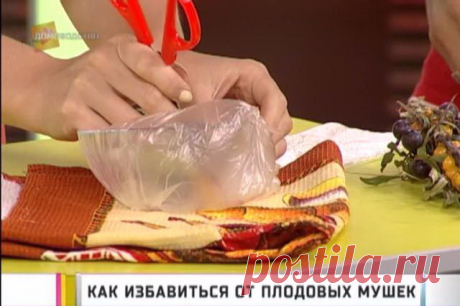 КАК ИЗБАВИТЬСЯ ОТ МУШЕК