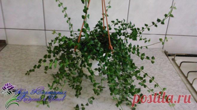 Новости.Дисхидия.