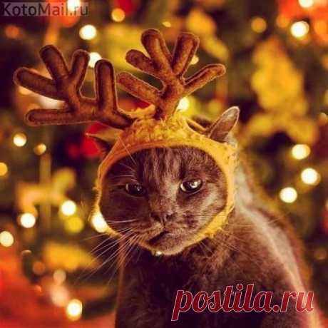 котолень