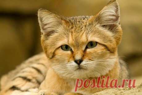 Барханный кот