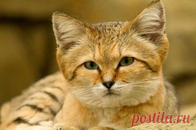 Барханный кот