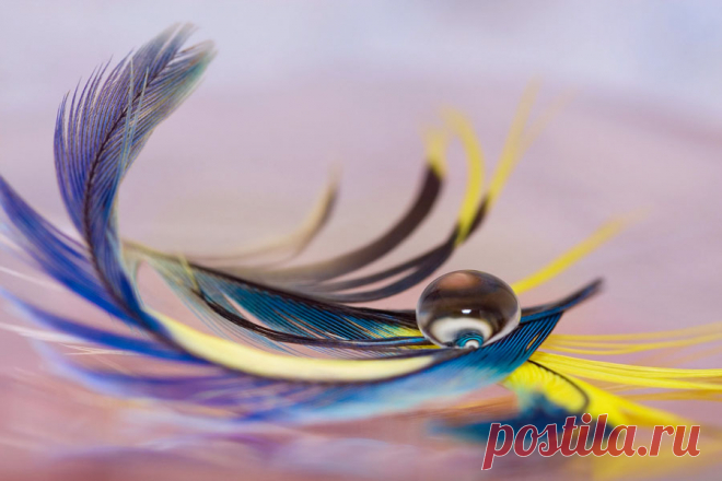 Вызов на перо птицы | Женские секреты Этот заговор заставит сниться, мерещиться, позвонить, приходить. Находим на улице перо птицы, желательно белое, но не обязательно. Зажигаем его в полночь