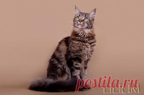 Кошка породы мейн кун